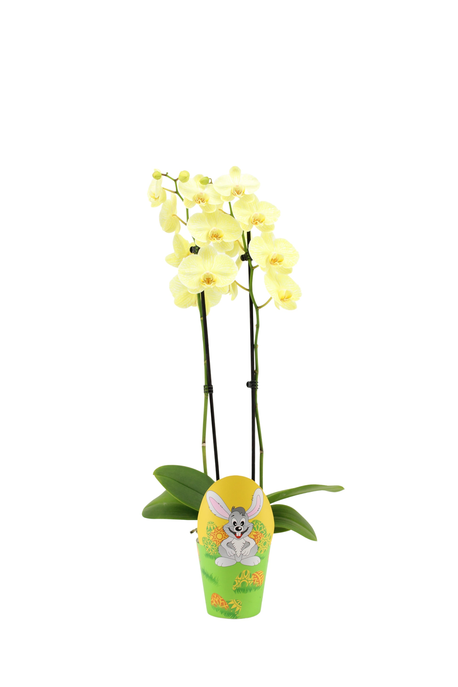 Phalaenopsis Royal yellow 55cm 12cm Pot