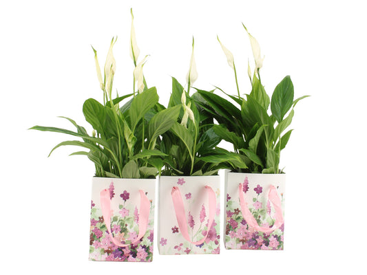 Spathiphyllum Torelli 45cm 12cm Pot