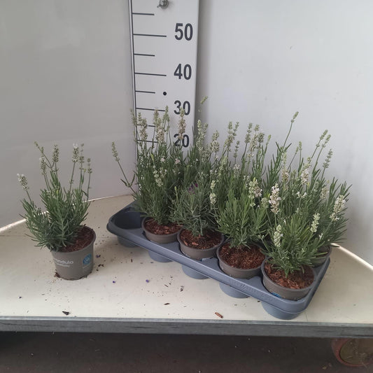 Lavandula angustifolia 30cm 12cm Pot