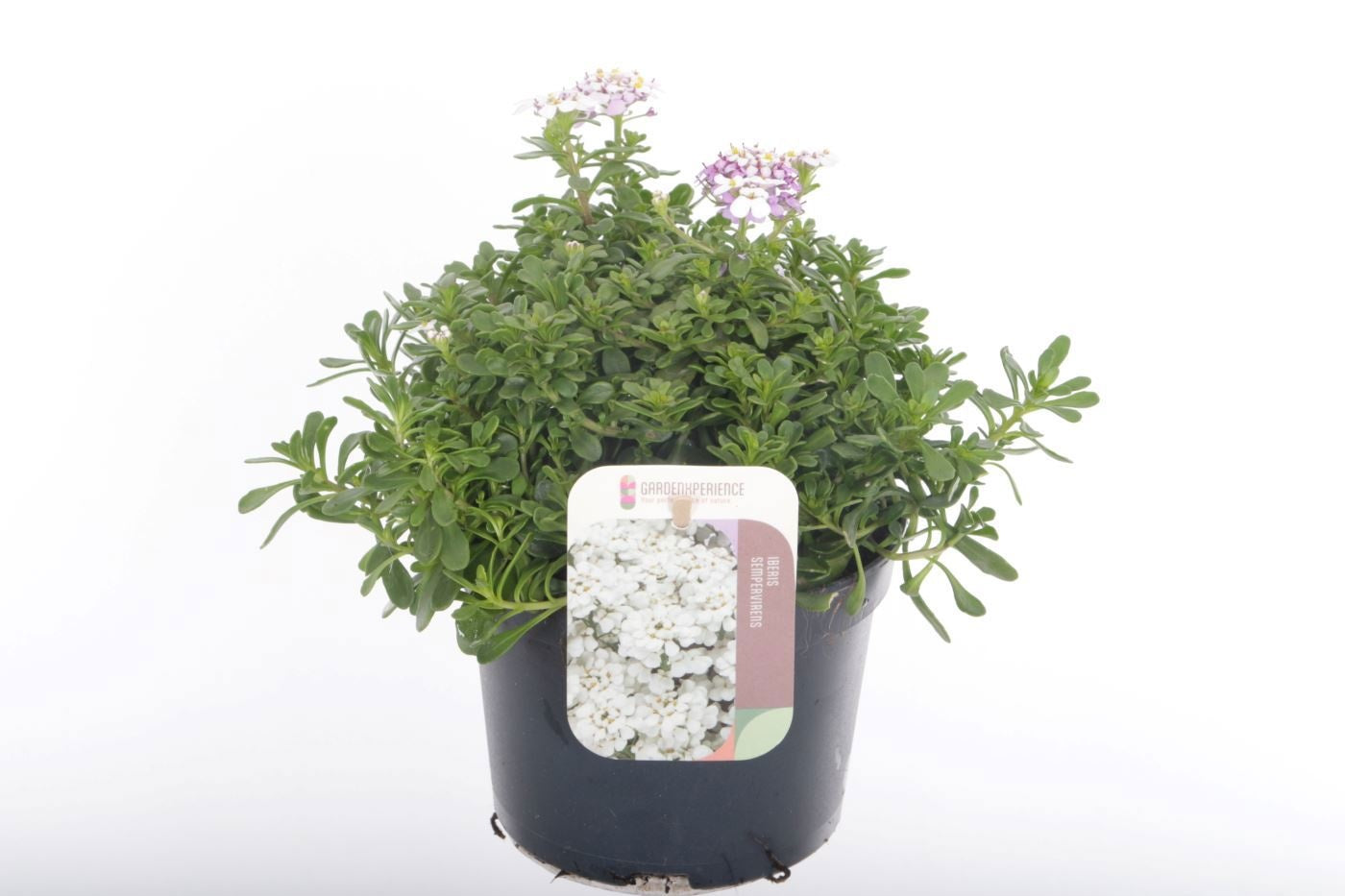 Iberis overig 20cm 13cm Pot