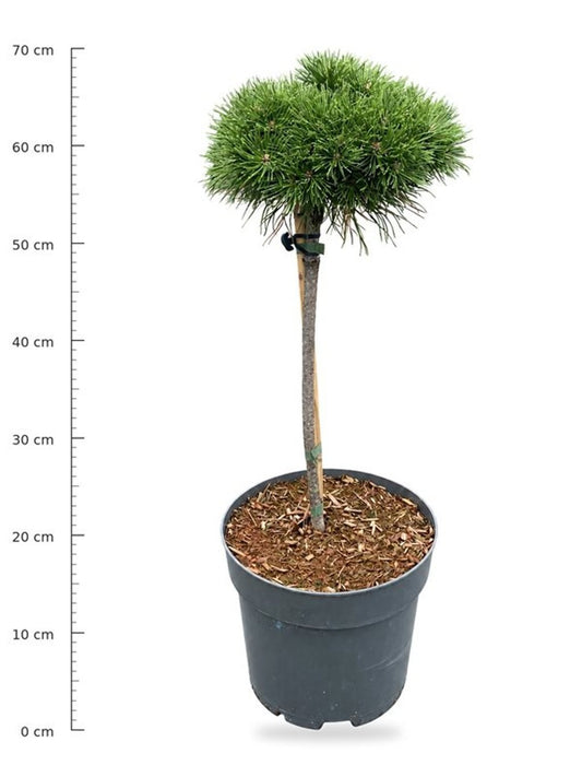 Pinus hybrid 70cm 26cm Pot