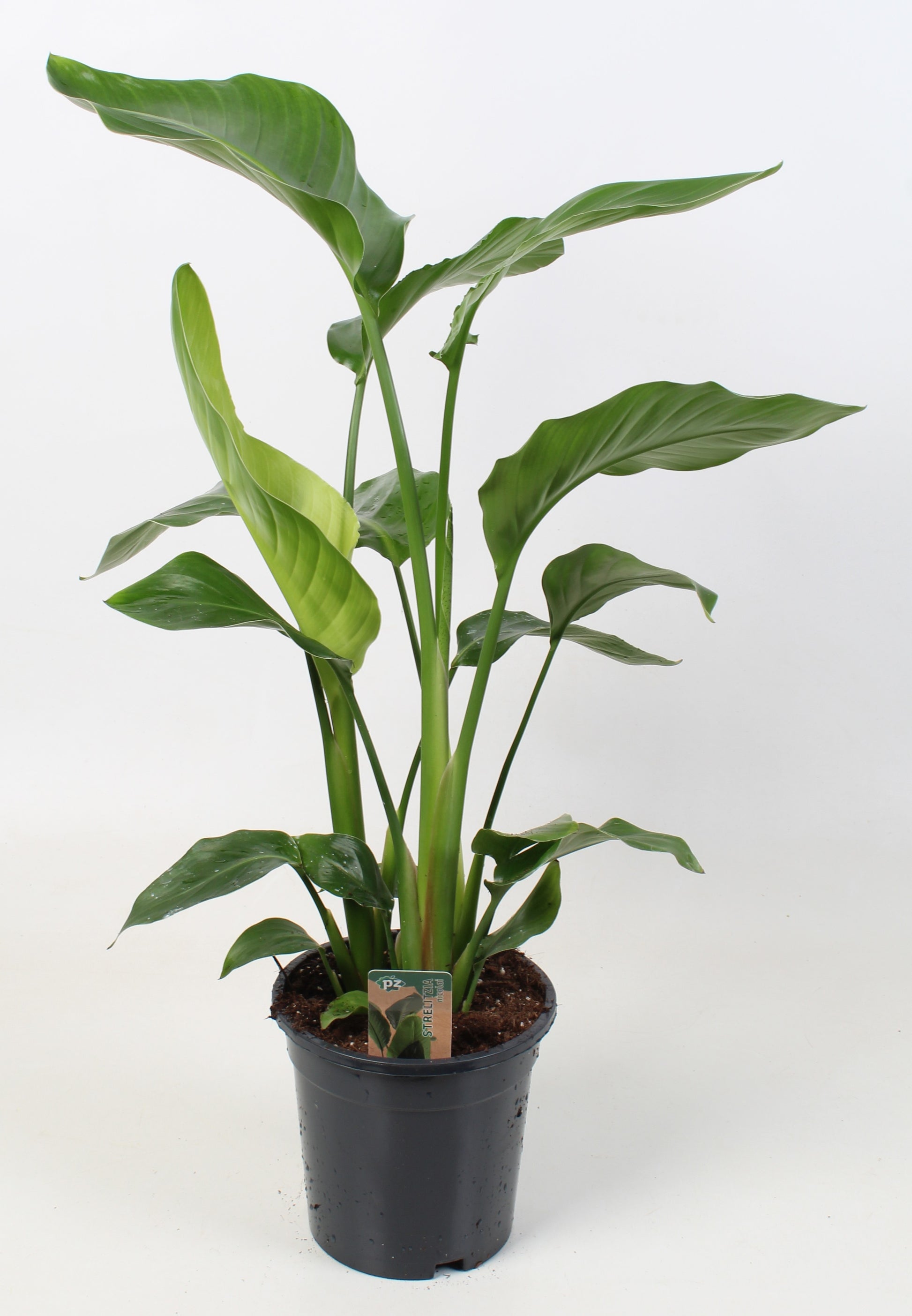 Strelitzia nicolai 70cm 17cm Pot