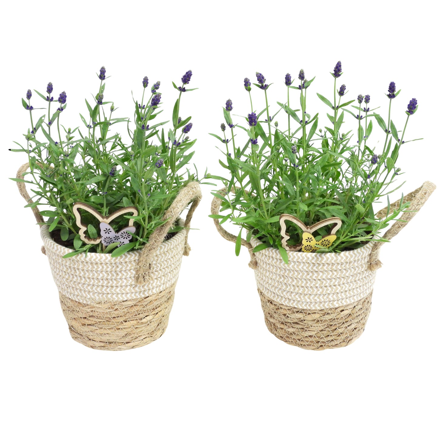 Lavandula ang. Ellagance Purple 35cm 14cm Pot