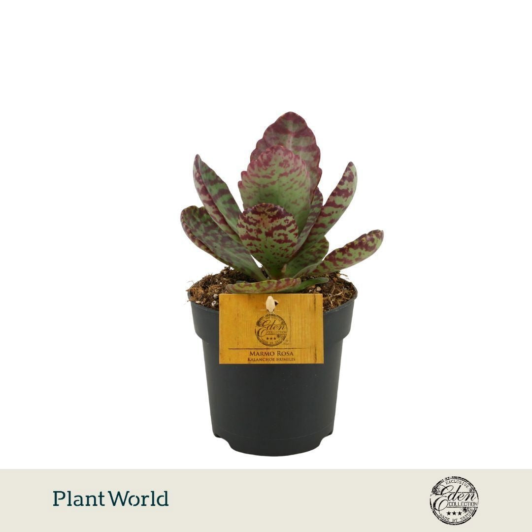 Kalanchoe hum. Surprising Desert 15cm 10.5cm Pot