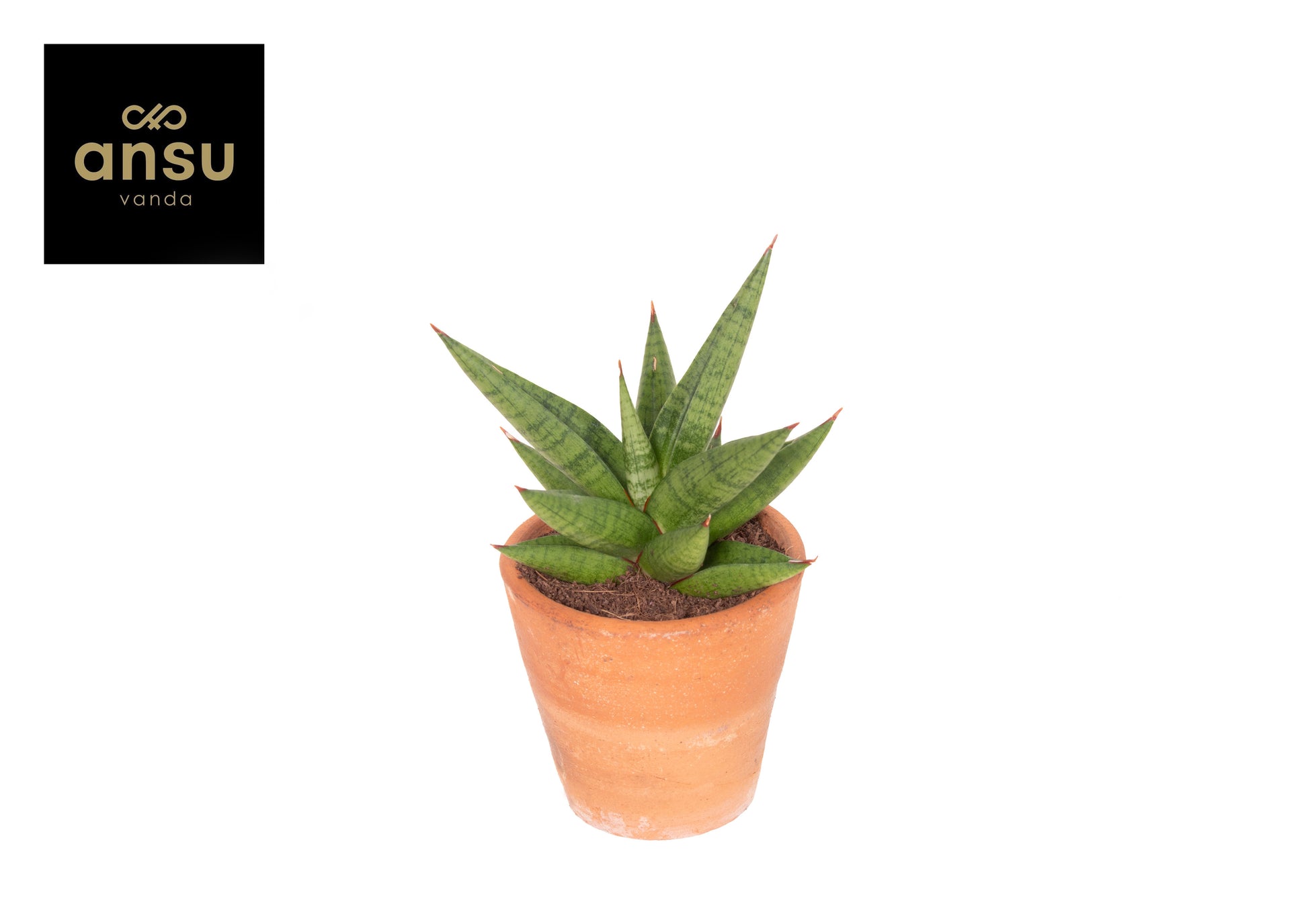 Sansevieria 16cm 9cm Pot