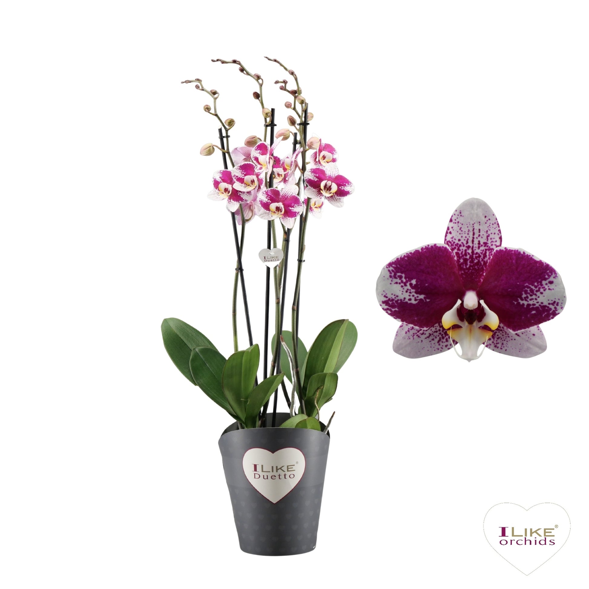 Phalaenopsis Barcelona 70cm 17cm Pot