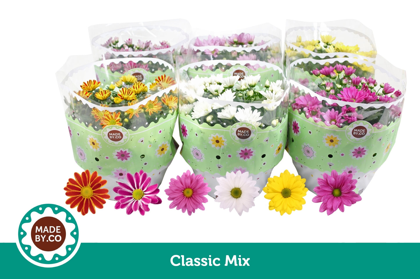 SV.CO Chrysanthemum mix Pack of 3