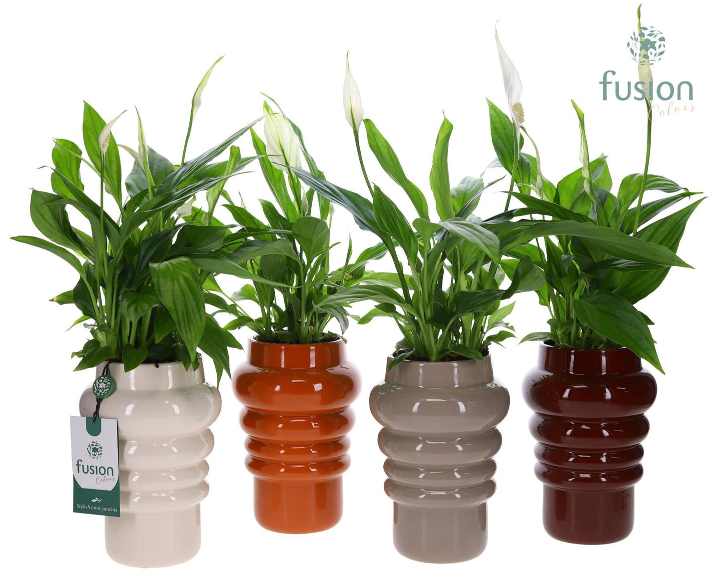 Keramiek pot met Spathiphyllum 43cm 12cm Pot