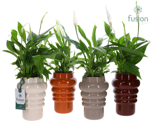 Keramiek ribbelpot met Spathiphyllum 43cm 12cm Pot