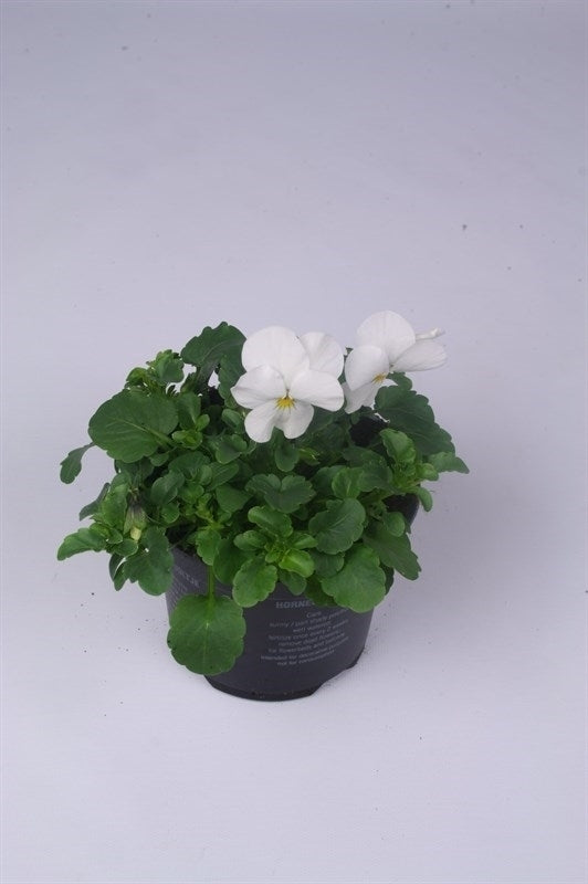 Viola Callisto White 15cm 9cm Pot
