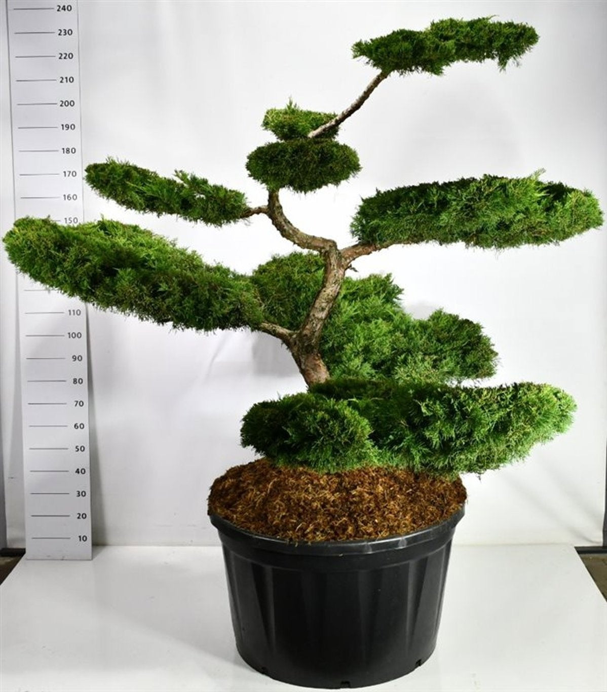 Juniperus Pfitzeriana Aurea 250cm 96cm Pot