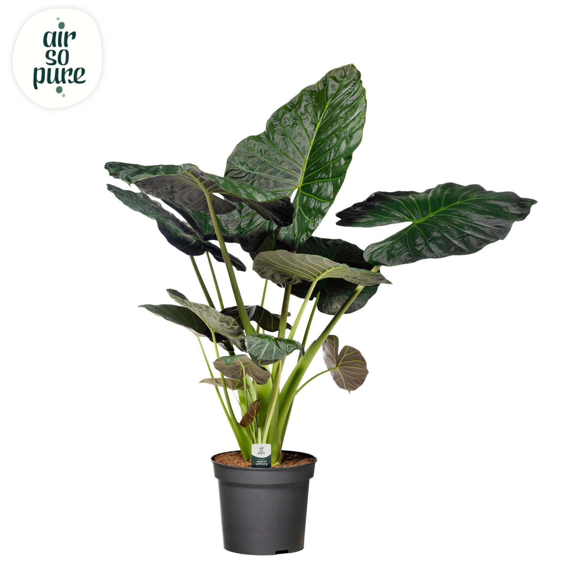 Alocasia Regal Shields 130cm 35cm Pot