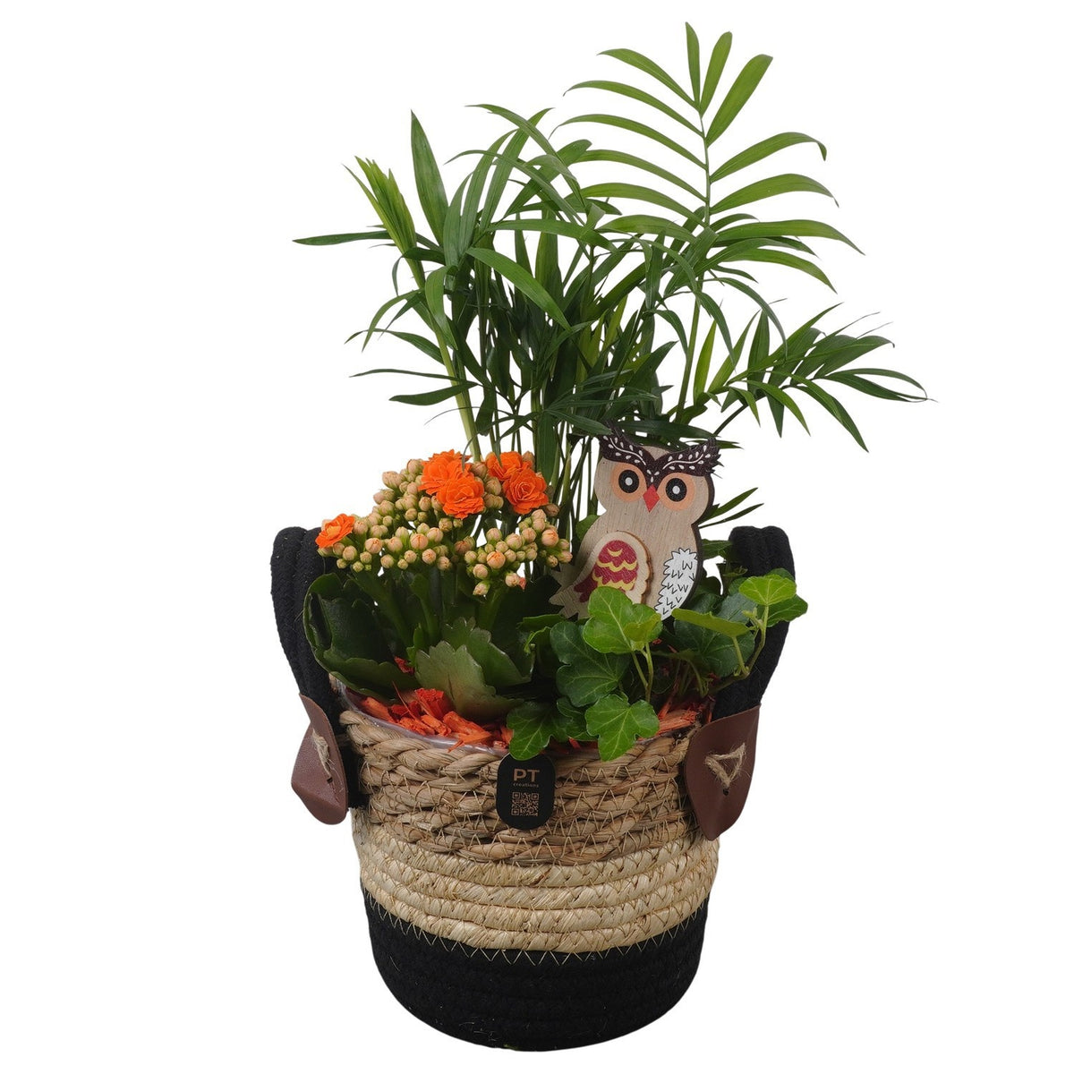 Indoor arrangement 33cm 14cm Pot