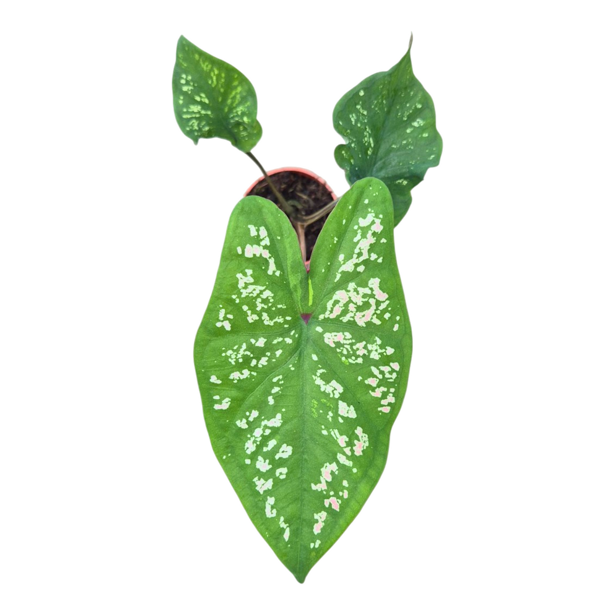 Caladium Carolyn Whorton 25cm 7cm Pot