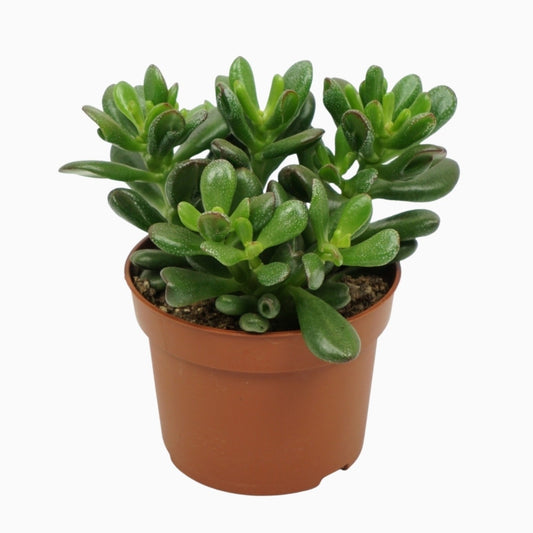 Crassula Gandalf 20cm 10.5cm Pot