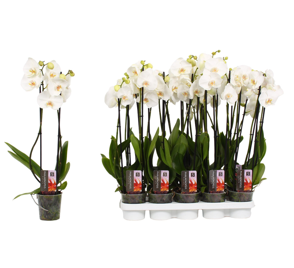Phalaenopsis white 60cm 12cm Pot