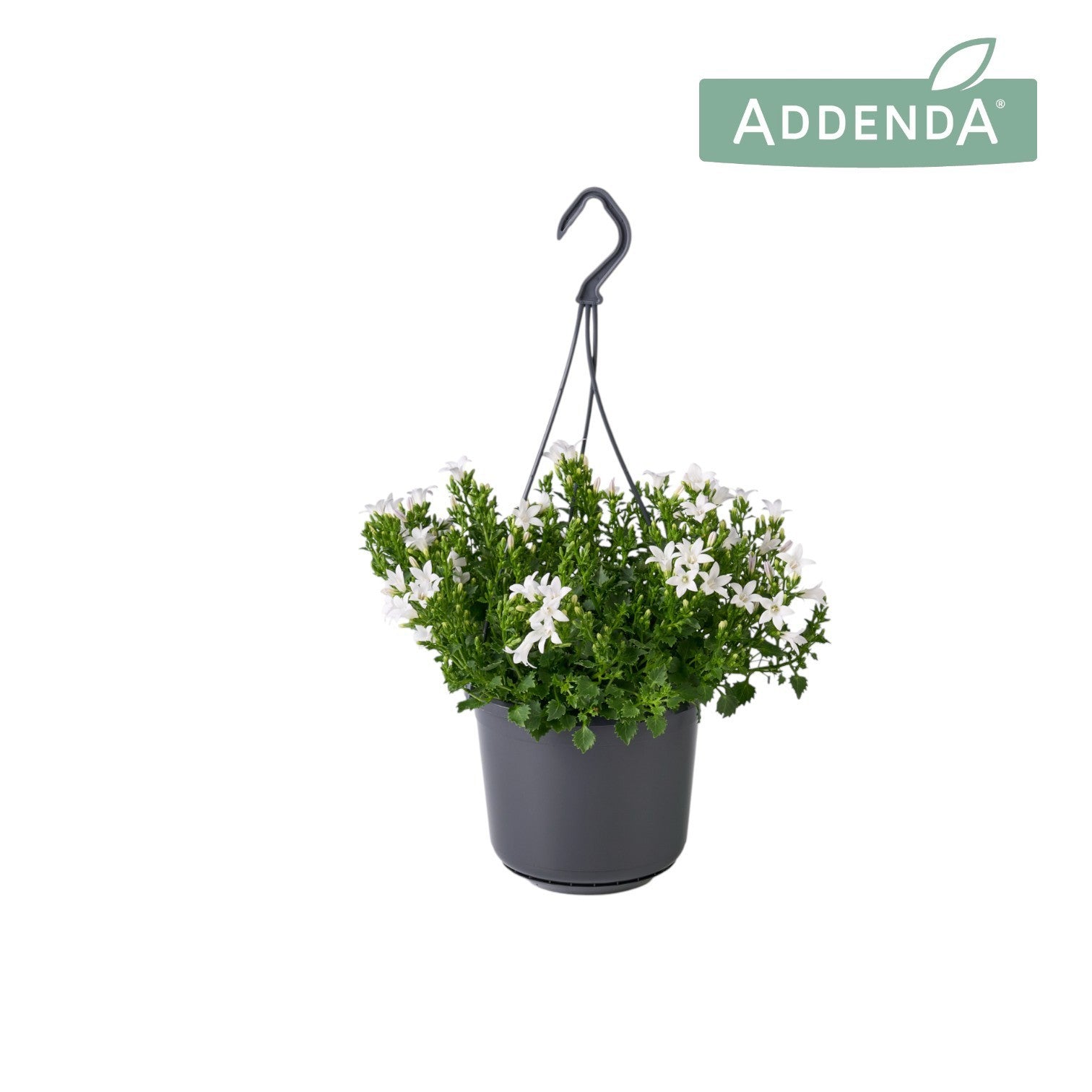 Campanula Adansa white 22cm 515cm Pot