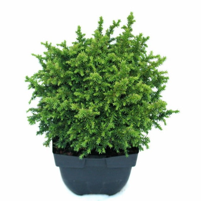 Cryptomeria Vilmoriniana 40cm 17cm Pot