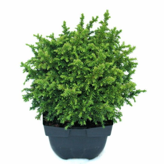 Cryptomeria Vilmoriniana 40cm 17cm Pot