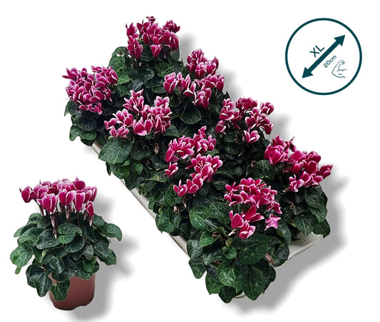 Cyclamen Metis Fantasia 20cm 10.5cm Pot