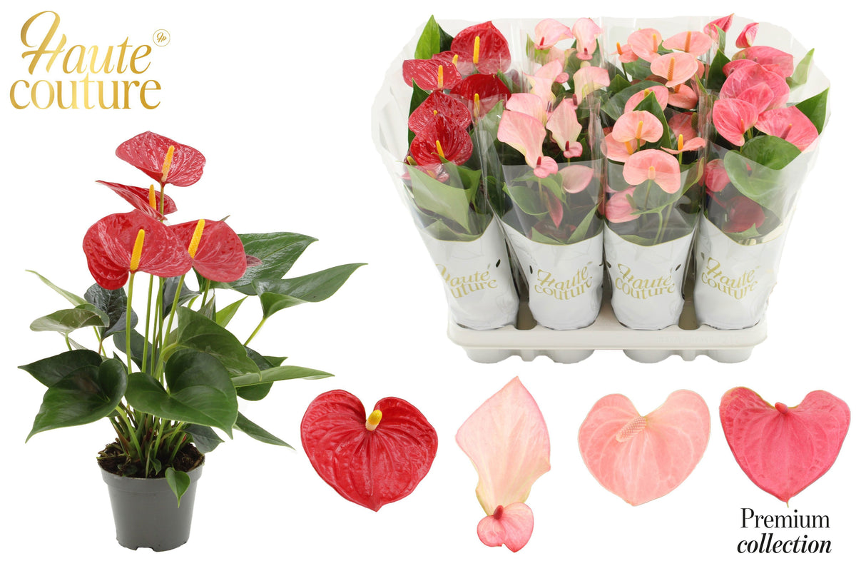 Anthurium mix 29cm 9cm Pot