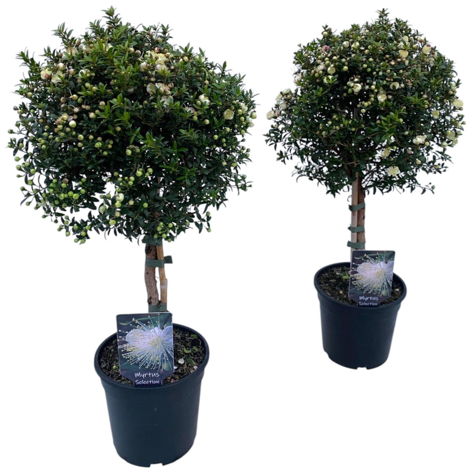 Myrtus communis 45cm 15cm Pot