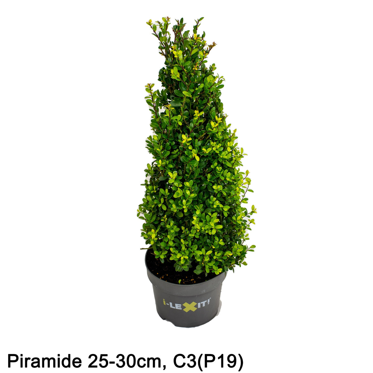 Ilex crenata Dark Green Cone 55cm 19cm Pot