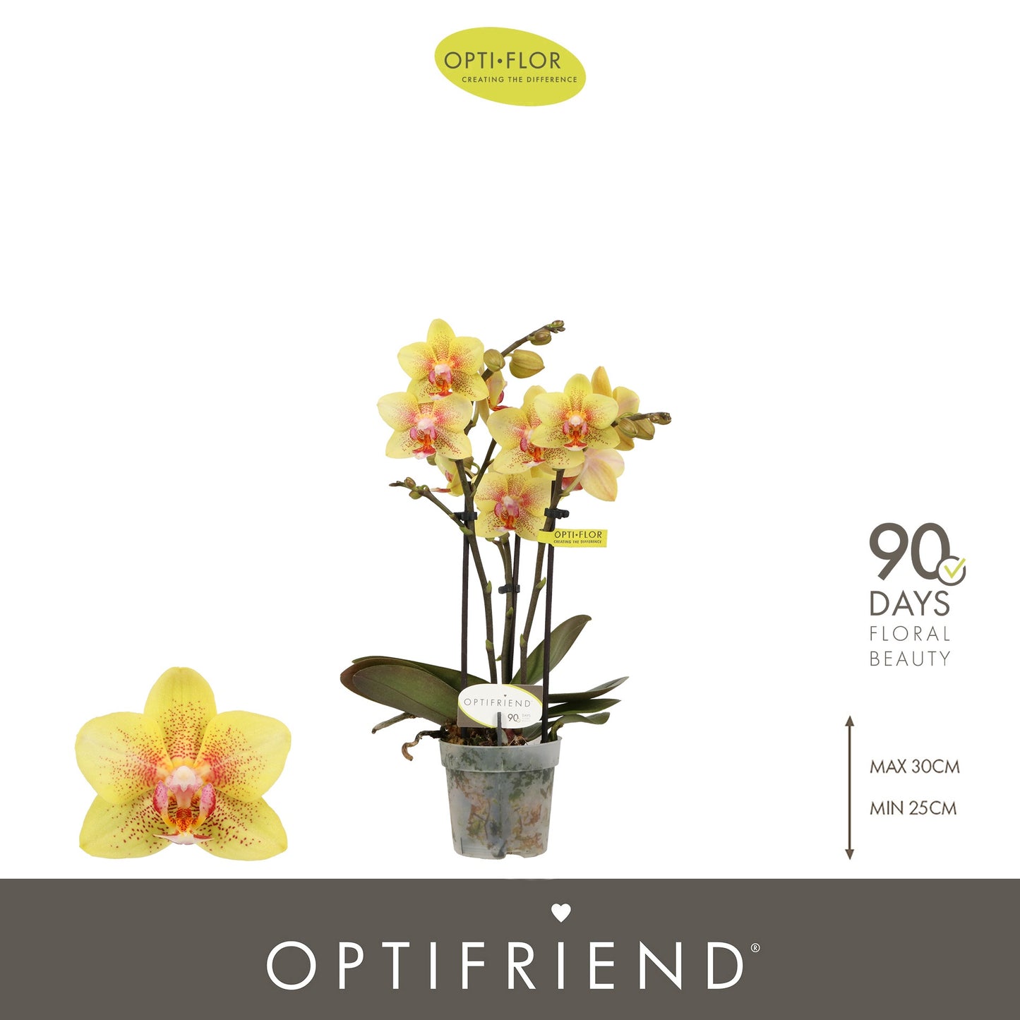 Phalaenopsis Orange 25cm 7cm Pot