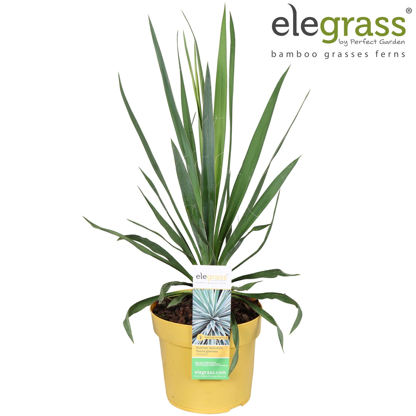 Yucca gloriosa Variegata 50cm 19cm Pot