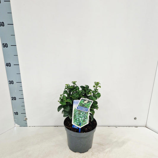 Ligustrum Rotundifolium 30cm 17cm Pot