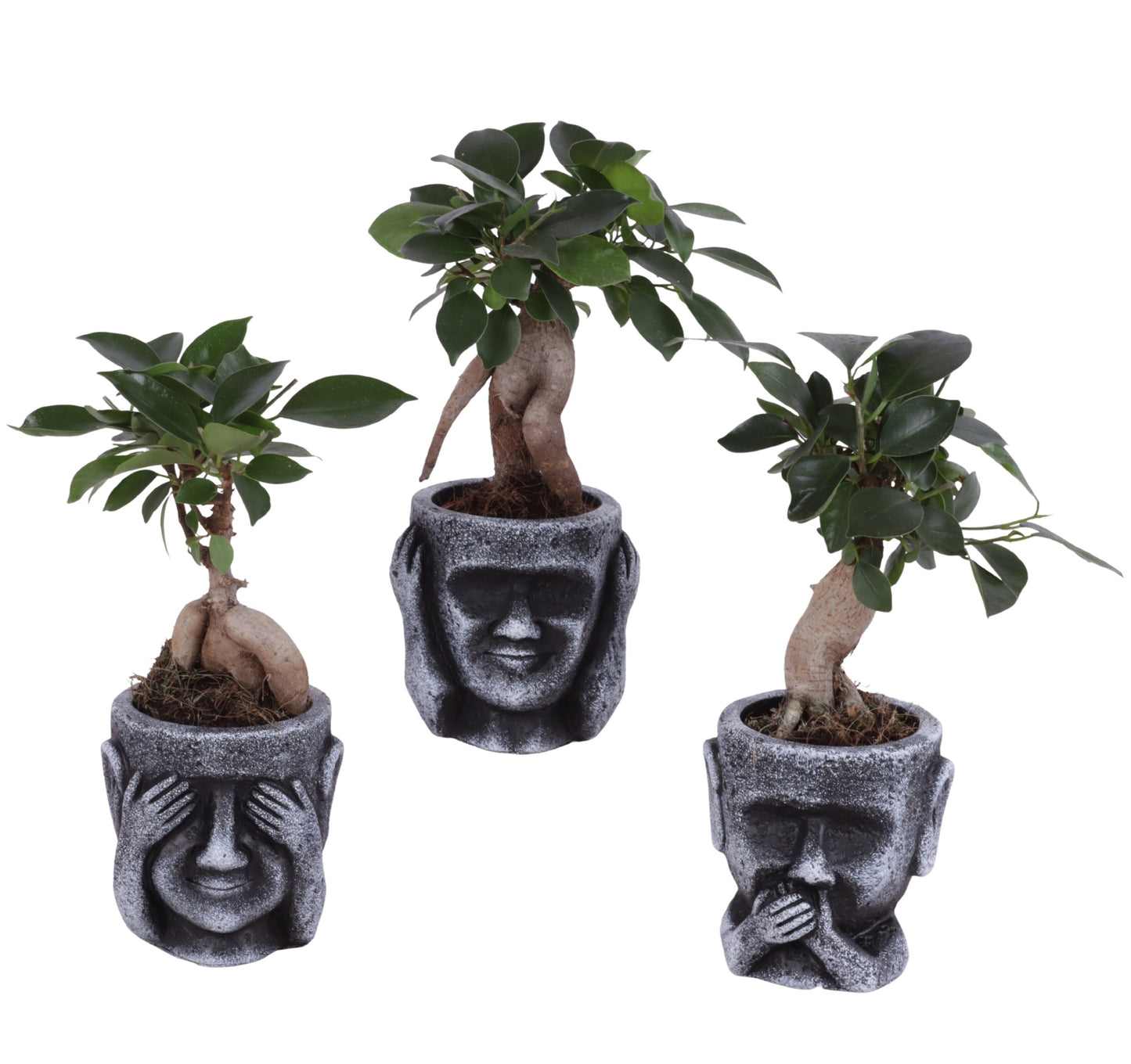 Ficus Ginseng 25cm 9cm Pot