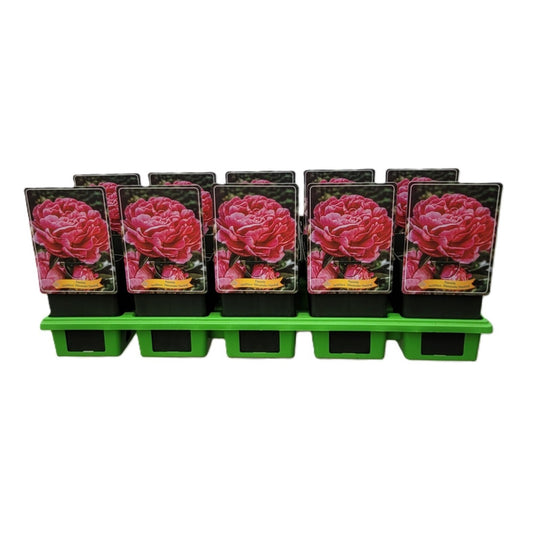 Paeonia Alexander Fleming 25cm 11cm Pot