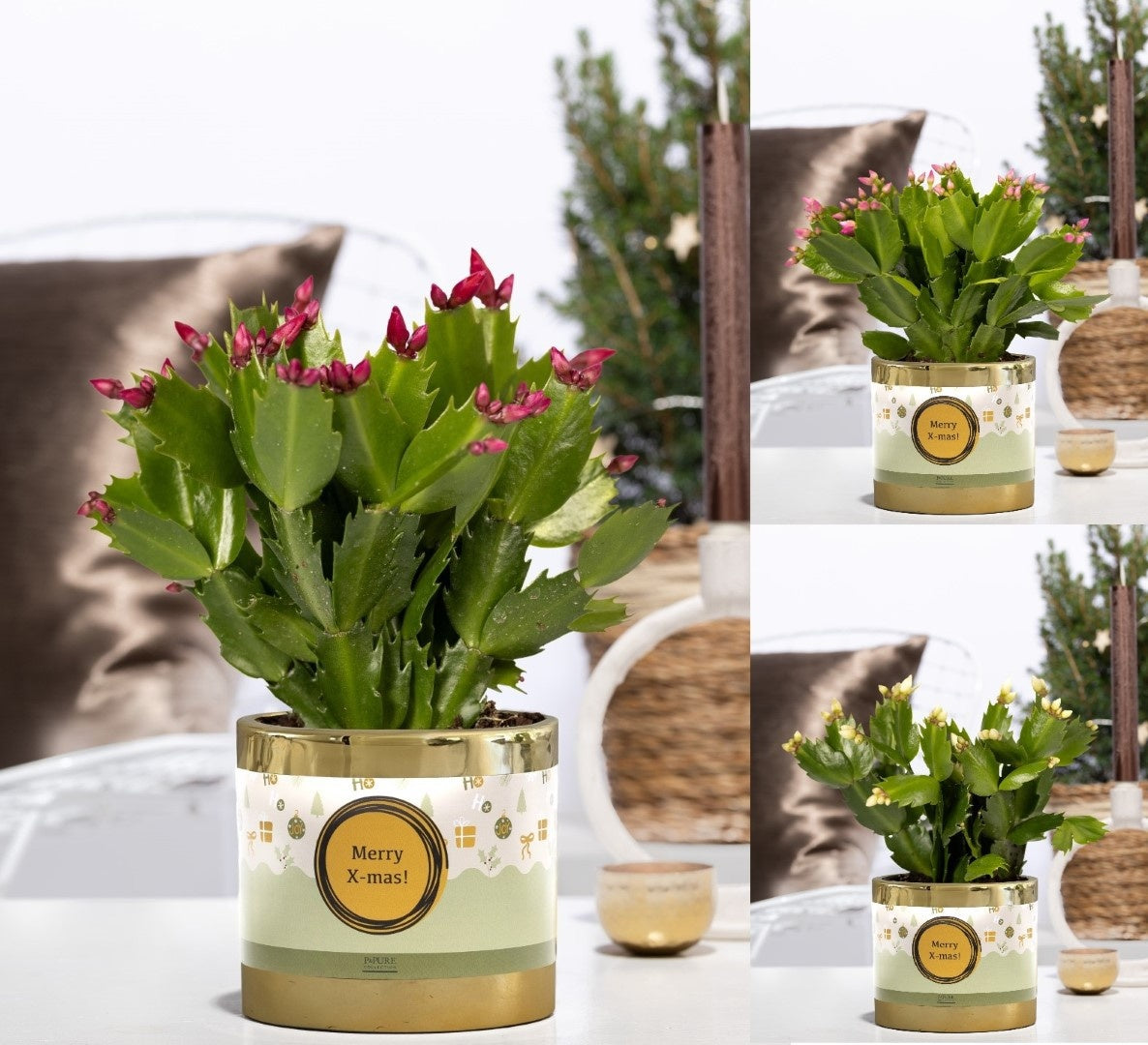 Schlumbergera mix 20cm 12cm Pot