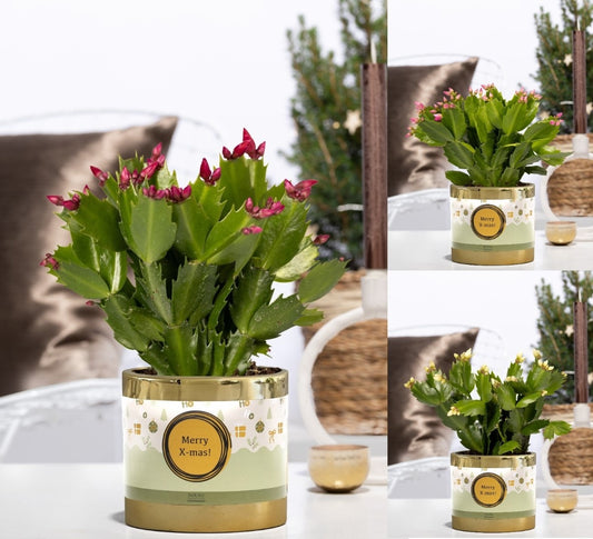 Schlumbergera mix 20cm 12cm Pot