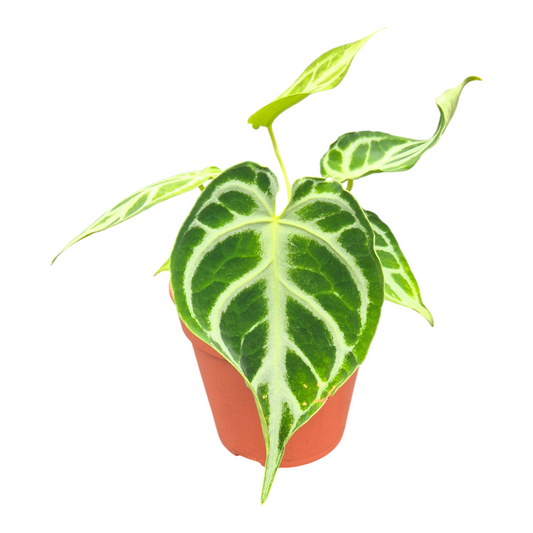 Anthurium andraeanum 20cm 12cm Pot