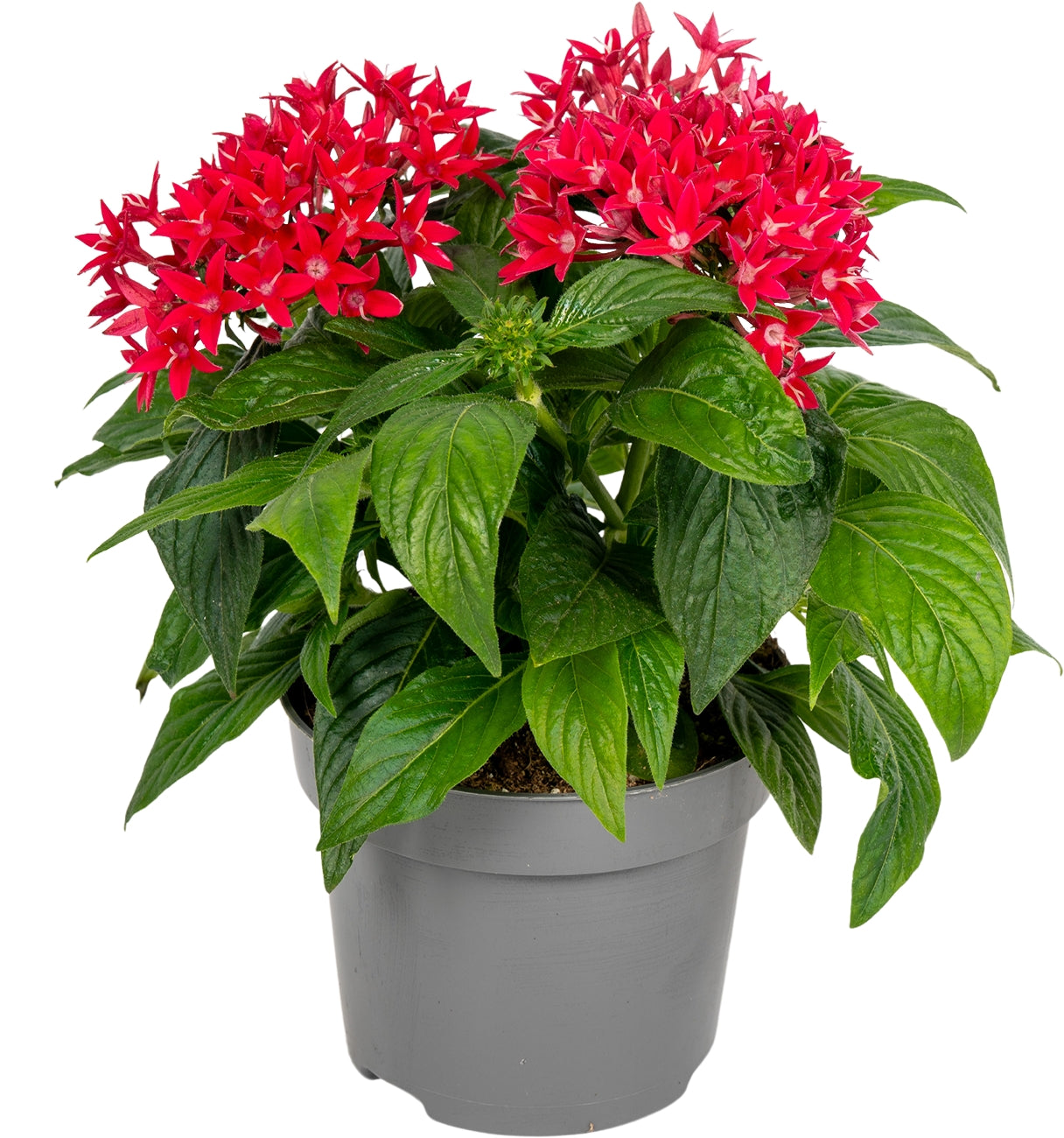 Pentas Graffiti Lipstick 25cm 13cm Pot