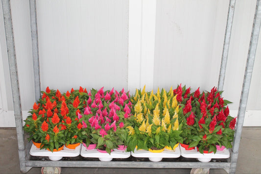 Celosia Kelos Fire mix 30cm 12cm Pot
