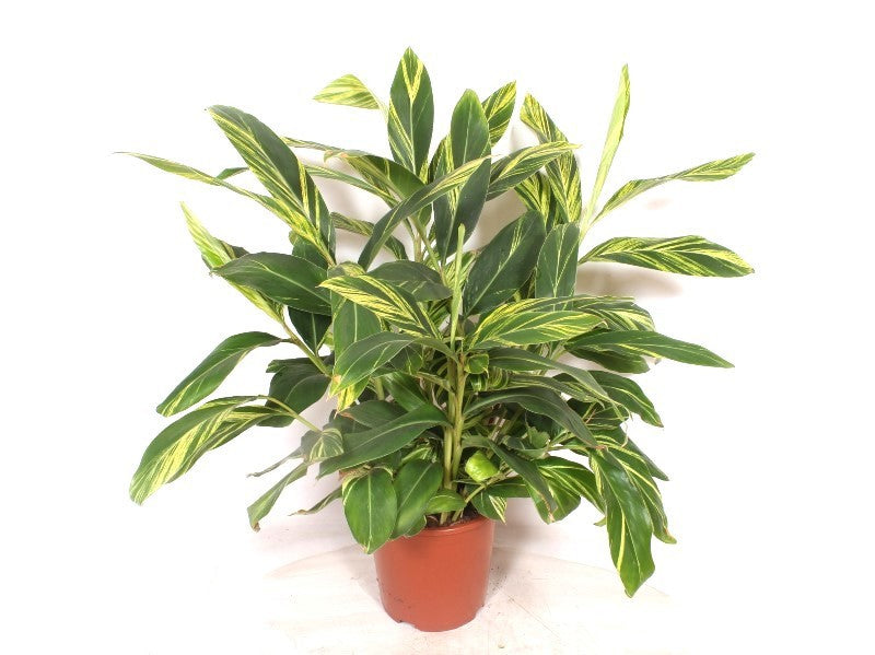 Fachjan BV Alpinia zer. Variegata Pack of 1