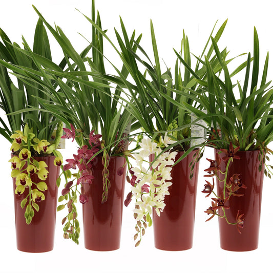 Cymbidium 60cm 14cm Pot