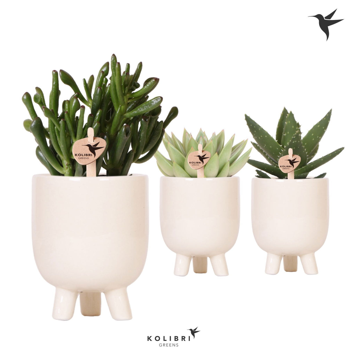 Succulent mix 22cm 9cm Pot