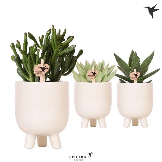 Succulent mix 22cm 9cm Pot