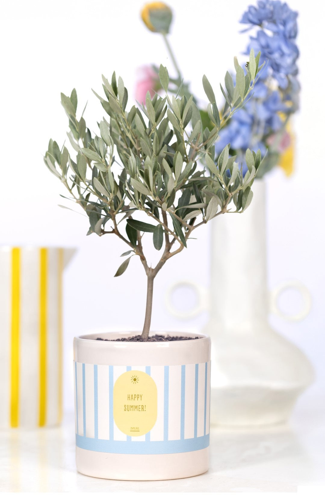 Olea europaea 30cm 12cm Pot
