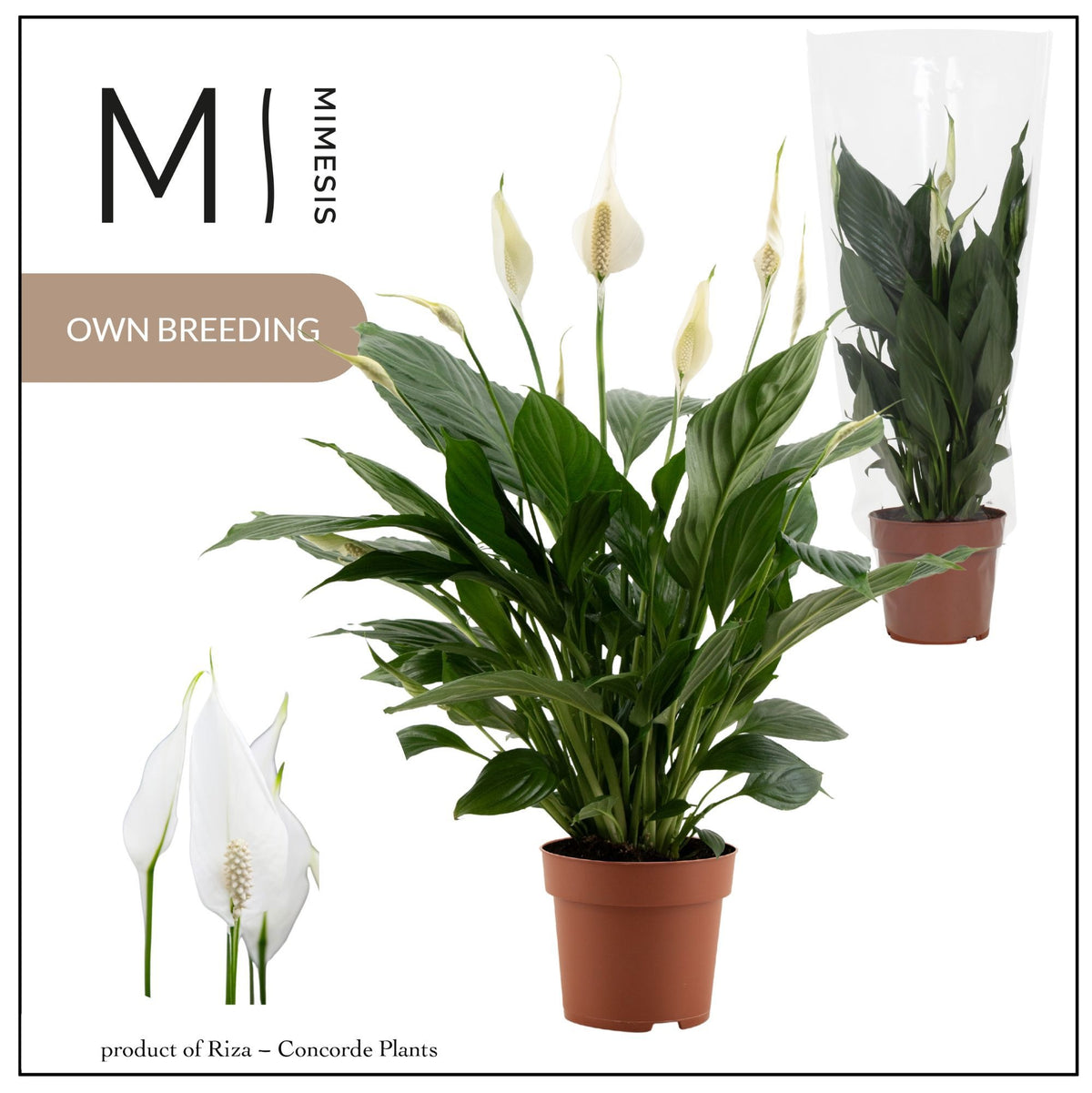 Spathiphyllum Pico Cupido 50cm 13cm Pot