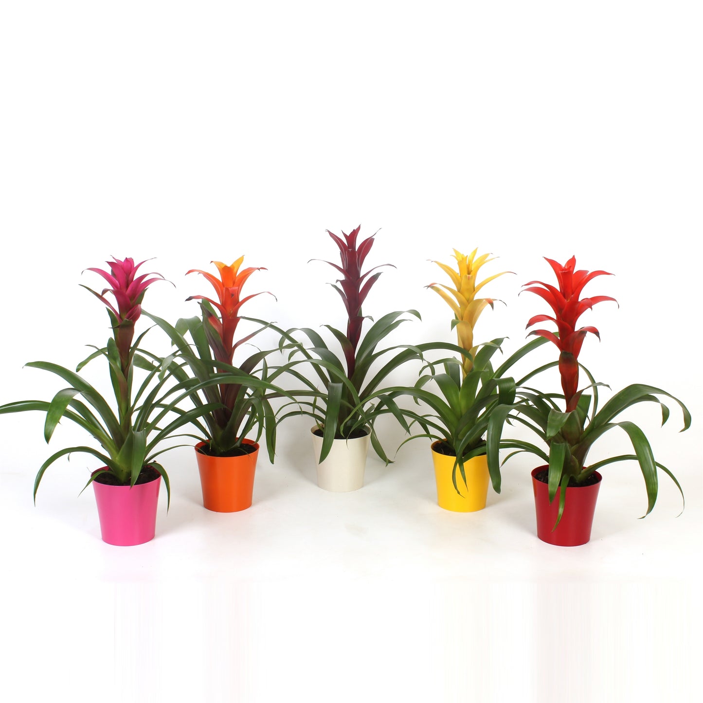 Guzmania mix 45cm 12cm Pot