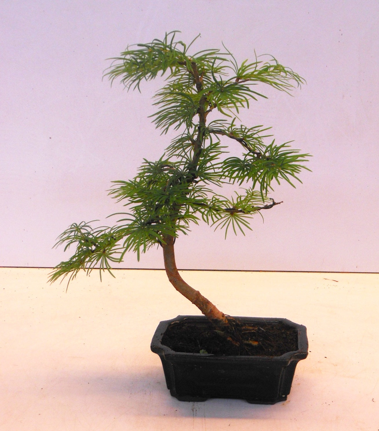 Pseudolarix amabilis 30cm 15cm Pot