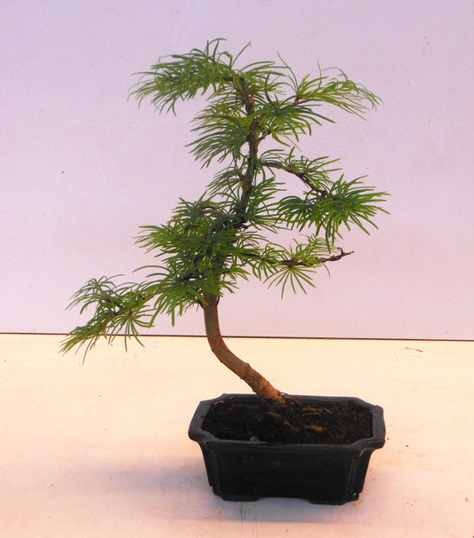 Pseudolarix amabilis 30cm 15cm Pot