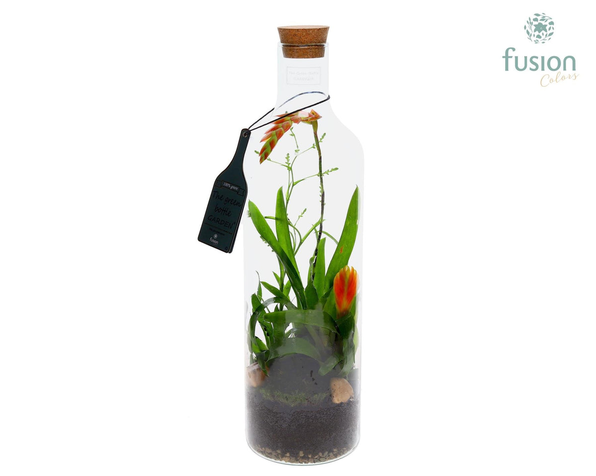 arr. Bromelia 55cm 15cm Pot