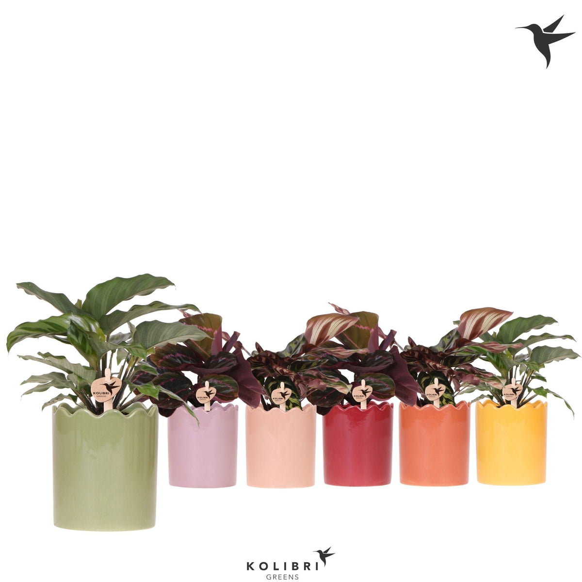 Calathea mix 24cm 9cm Pot