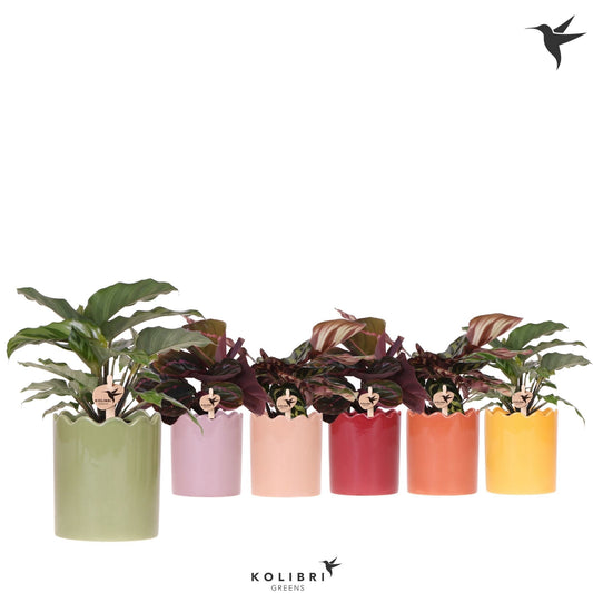 Calathea mix 24cm 9cm Pot