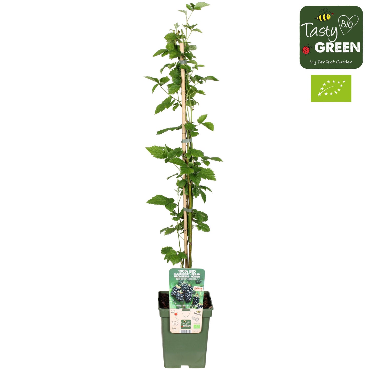 Rubus fruticosus 100cm 23cm Pot